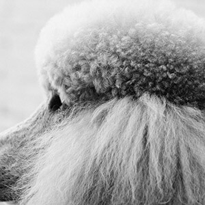 高速上撞死违停行人 交警说我几乎无责 要赔吗